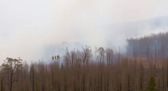 Carolina Forest Wildfire Reaches 98% Containment