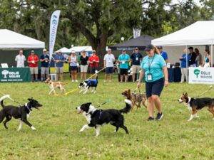 A lively DockDogs competition at the Southeastern Wildlife Exposition in Charleston.