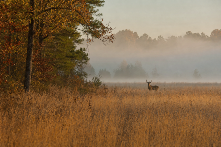 Arkansas honors six partners at private-lands habitat expo
