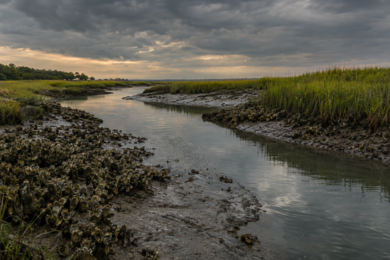 Three Vibrio Cases Reported in South Carolina Coastal Waters