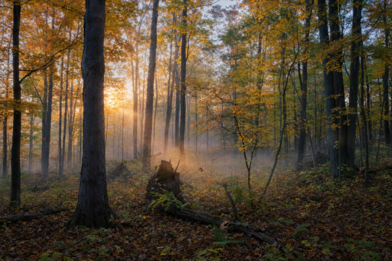 Michigan opens deer season with major rule changes for 2026-27