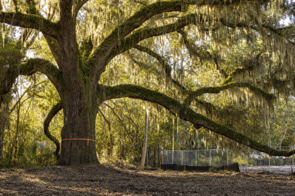 A large grand live oak tree with Spanish moss and an orange survey ribbon around its trunk, chain link construction fence at edge of wooded lot