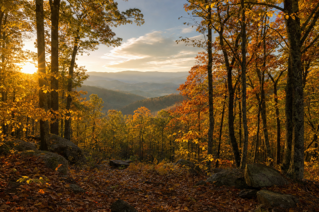 West Virginia youth bear opener closes, October weekend next
