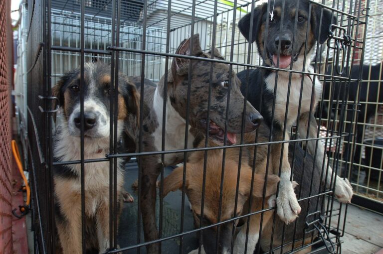 Charleston Animal Society Pauses Berkeley County Dog Adoptions