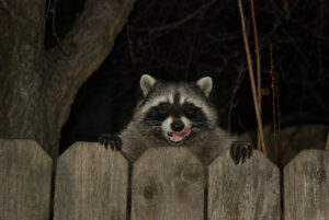 Rabid Raccoon Exposes One Person in West Ashley, Charleston
