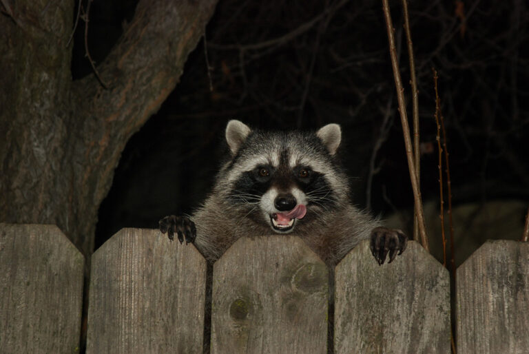 Rabid Raccoon Exposes One Person in West Ashley, Charleston
